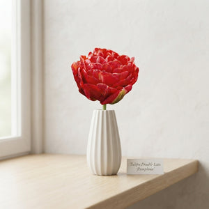 Tulipa ‘Double Late Pamplona’ Tulip Bulbs – Pack of 7