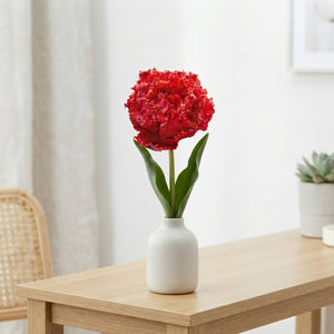 Fringed Double Tulip ‘Quatar’ Bulbs – Pack of 7