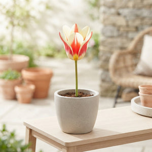 Johan Strauss Kaufmanniana Tulip Bulbs – Pack of 10