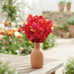 Tulipa ‘Parrot Garden Fire’ Flower Bulbs – Pack of 7