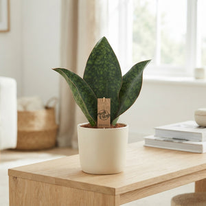 Snake Plant (Sansevieria trifasciata) – 12cm Pot