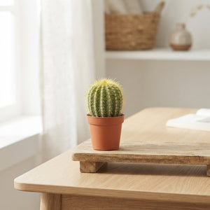 Mixed Cactus Collection – 5.5cm Pot
