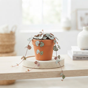 String of Hearts (Ceropegia woodii) – 6cm Pot
