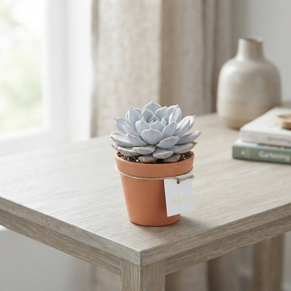 Mixed Echeveria Succulent – 5.5cm Pot