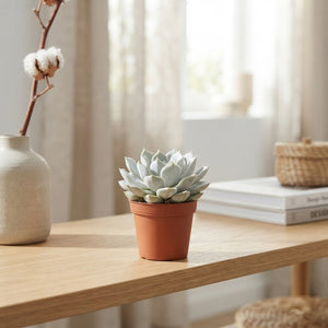 Mixed Echeveria Succulent – 5.5cm Pot