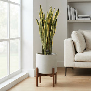 Laurentii Snake Plant (Sansevieria trifasciata) – 27cm Pot, 105cm Tall