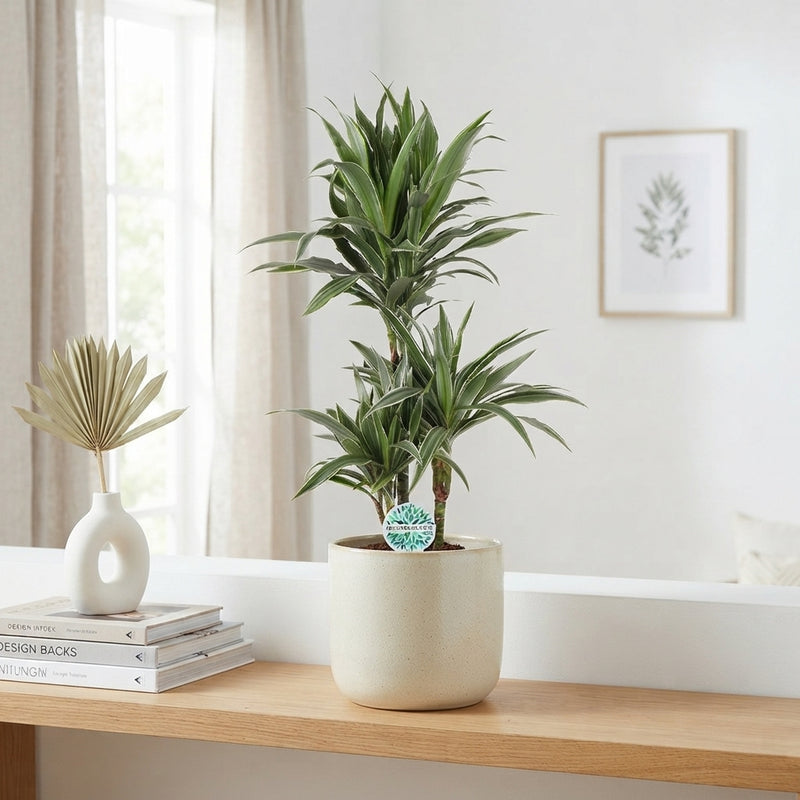 Striped Dragon Tree ‘Warneckii’ – 21cm Pot, 90cm Tall