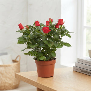 Mixed Rose Houseplant (Rosa) – 12cm Pot