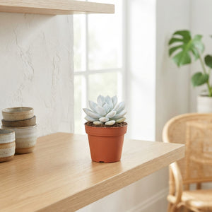 Mixed Succulent Plant – 5.5cm Pot