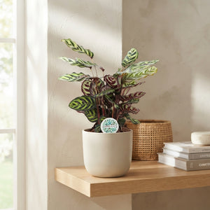 Peacock Plant (Calathea makoyana) – 21cm Pot, Approx. 70cm