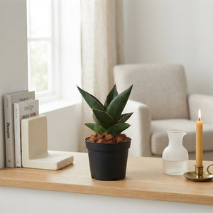Mixed Snake Plant (Sansevieria) – 6cm Pot