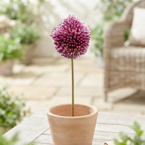 Allium sphaerocephalon Drumstick Allium Bulbs