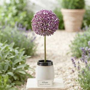 Allium Summer Drummer Flower Bulbs – Mixed Colours
