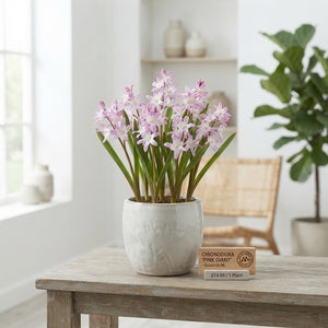Pink Giant Glory-of-the-Snow Flower Bulbs – 5/6