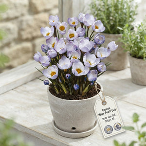 Crocus ‘Blue Pearl’ Flower Bulbs – Size 5/6