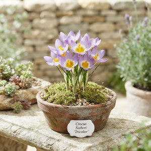 Crocus chrysanthus ‘Sieberi Tricolor’ Flower Bulbs – Pack of 20