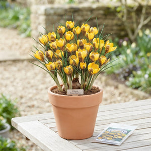Crocus fuscotinctus Flower Bulbs – Pack of 20