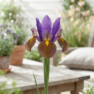 Iris Hollandica ‘Black Beauty’ Flower Bulbs – 8/9cm