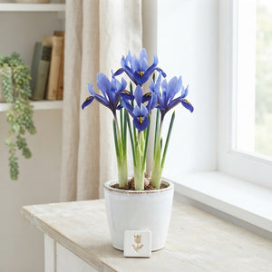 Blue Iris Reticulata Flower Bulbs – Pack of 15