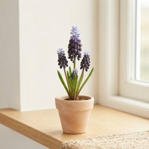 Muscari latifolium Grape Hyacinth Bulbs – Size 5/6