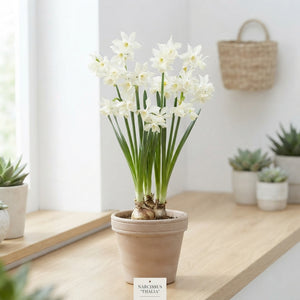 Narcissus ‘Thalia’ Daffodil Bulbs – Pack of 7