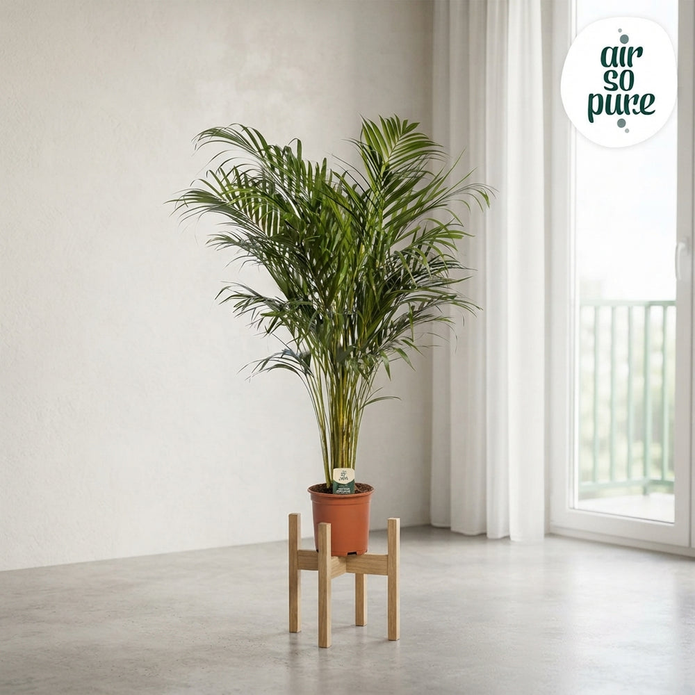 Areca Palm (Dypsis lutescens) – 85cm, 21cm Pot