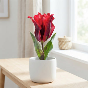 Tulipa Viridiflora ‘Esperanto’ Flower Bulbs – Pack of 7