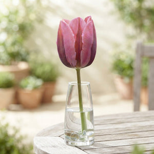 Tulipa ‘Pink Ardour’ Triumph Tulip Bulbs – 12/+