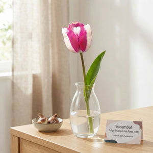 Tulipa ‘Triumph Hot Pants’ Tulip Bulbs – Pack of 10