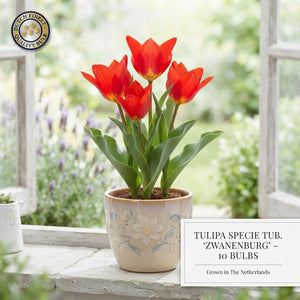 Tulipa Species ‘Tubergiana Zwanenburg’ Flower Bulbs – Pack of 10