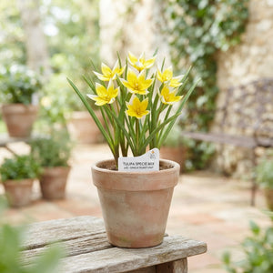 Mixed Species Tulip Bulbs – 15 Bulbs, Size 6/7