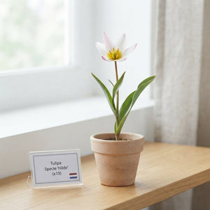 Tulipa species ‘Hilde’ Flower Bulbs – Size 5/6