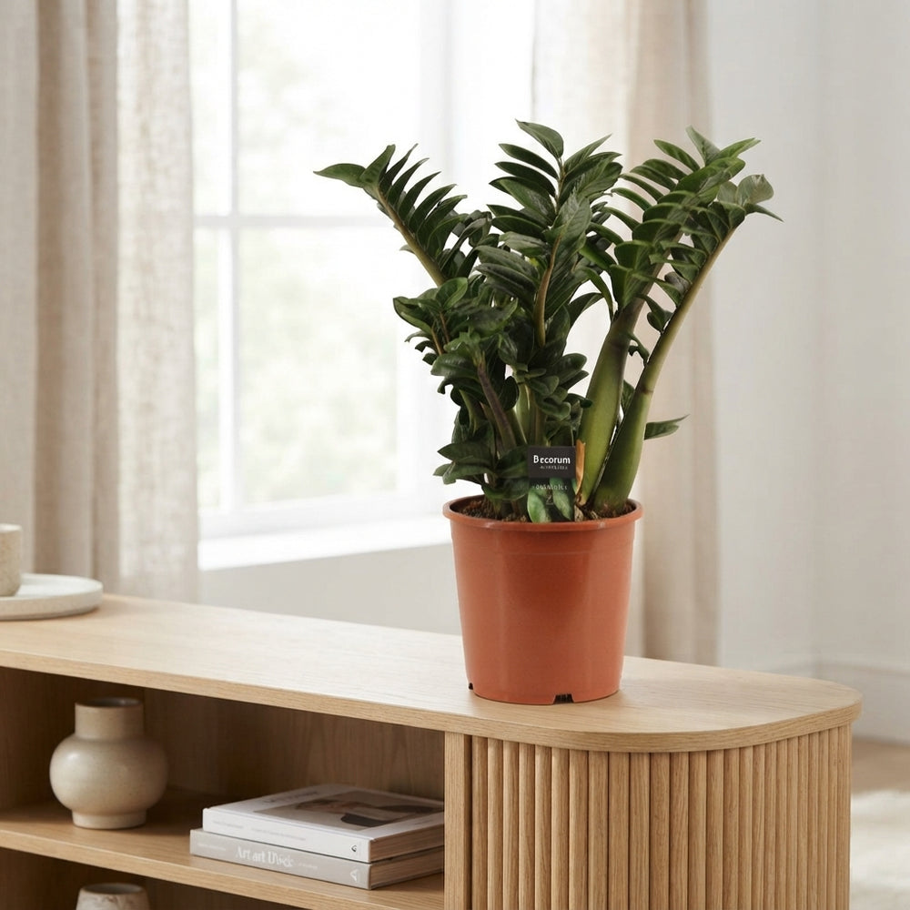 Zenzi ZZ Plant (Zamioculcas zamiifolia) – 21cm Pot, 65cm Tall