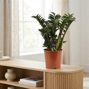 Zenzi ZZ Plant (Zamioculcas zamiifolia) – 21cm Pot, 65cm Tall
