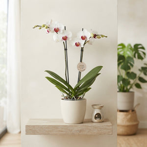 Phalaenopsis Orchid ‘Safe Haven’ – 9cm Pot