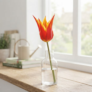 Tulipa ‘Lilyflowering Fly Away’ Flower Bulbs – Pack of 7