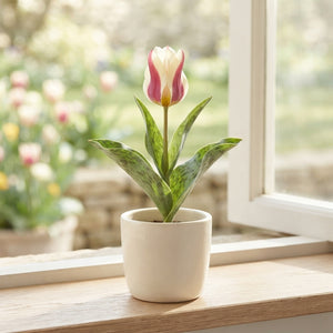 Tulipa greigii ‘Mary Ann’ Flower Bulbs – Pack of 7