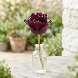 Fringed Tulip ‘Gorilla’ Bulbs – Pack of 7