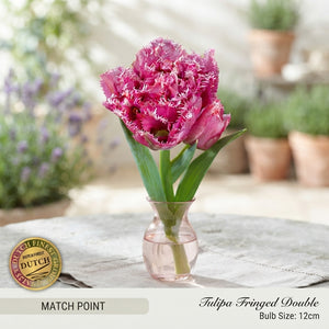 Tulipa ‘Fringed Double Match Point’ Bulbs – Pack of 7