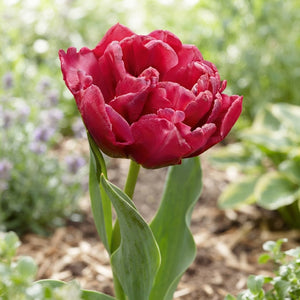 Tulipa Double Late ‘World Bowl’ Bulbs – Pack of 7