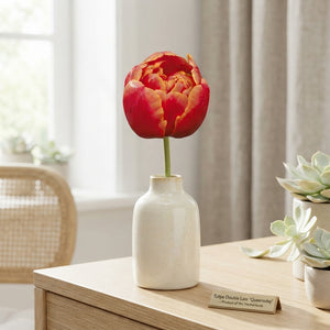 Tulipa 'Queensday' Double Late Tulip Bulbs – Pack of 7
