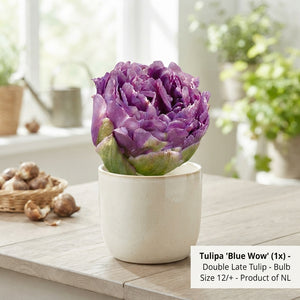 Tulip ‘Double Late Blue Wow’ Flower Bulbs – 7 Bulbs