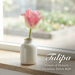 Tulip ‘Crown of Dynasty’ Bulbs – Pack of 7