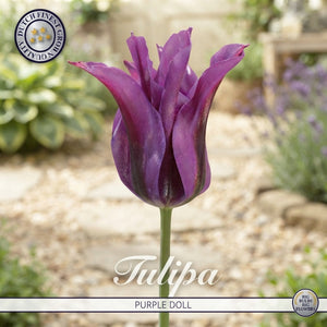 Tulip ‘Purple Doll’ Viridiflora Bulbs – Pack of 7