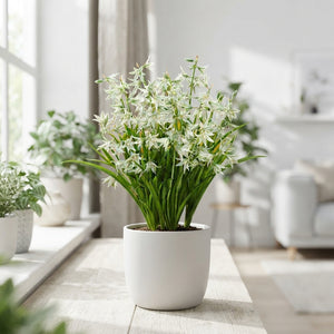 Star of Bethlehem Ornithogalum nutans Flower Bulbs