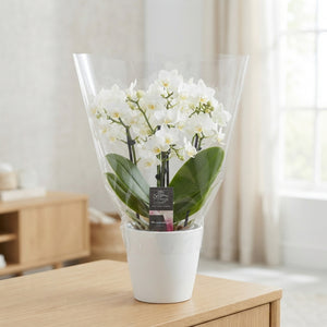 White Phalaenopsis Orchid – 12cm Pot, 25cm High