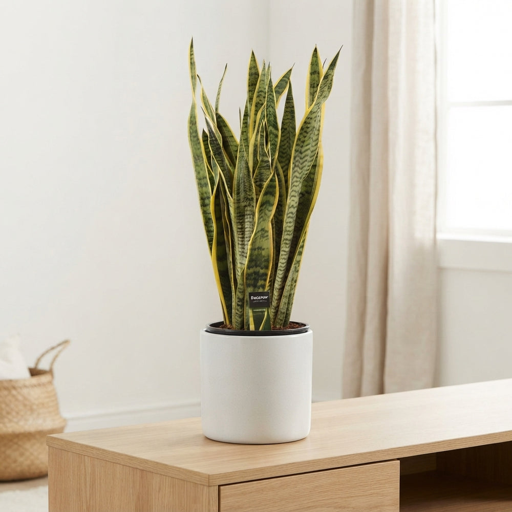 Laurentii Snake Plant (Sansevieria trifasciata) – 24cm Pot, 85cm Tall