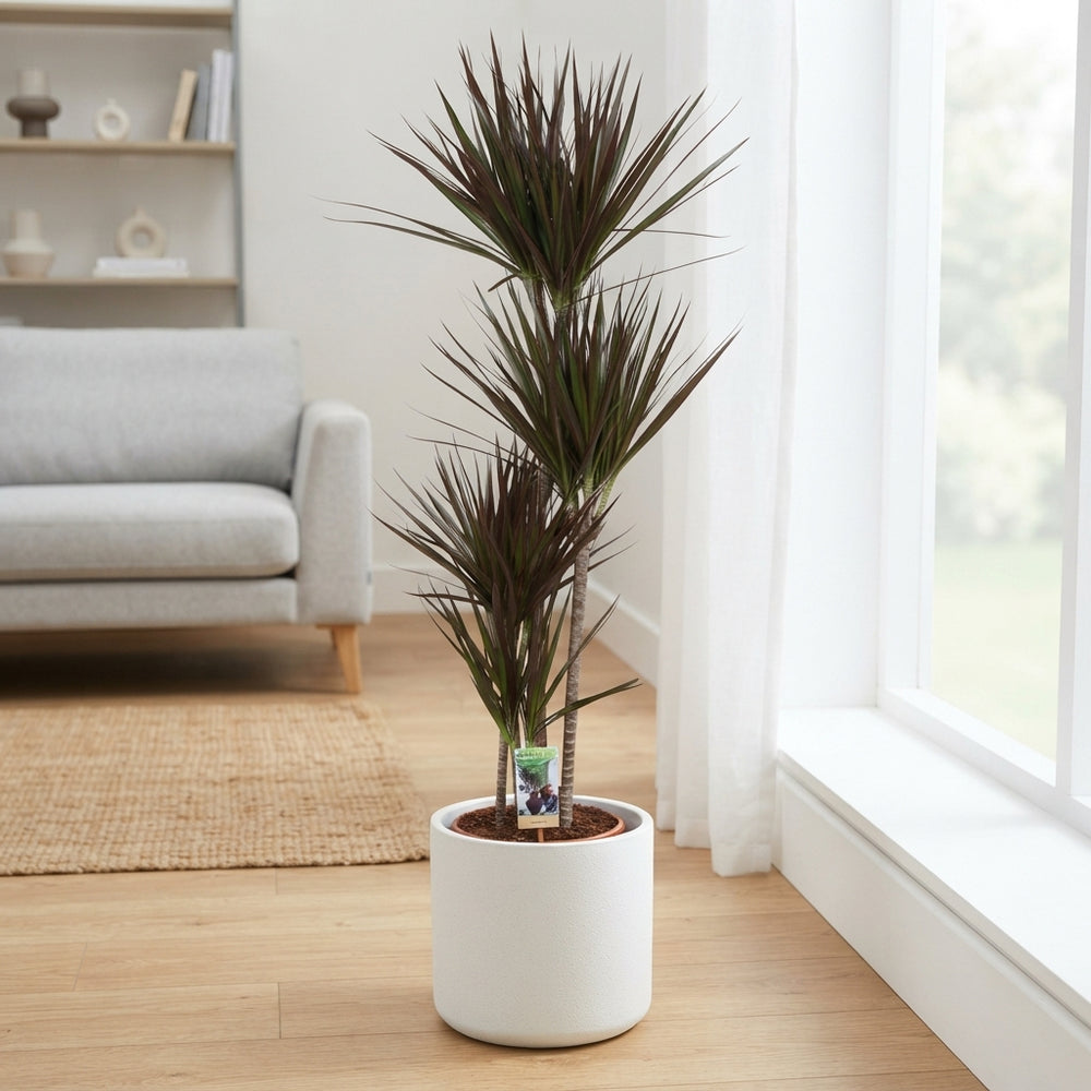 Dragon Tree (Dracaena marginata) – 27cm Pot, 140cm