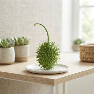Ornamental Cucumber Fruit – Green Decorative Display