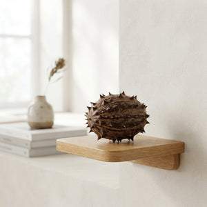 Decorative Cucumis Maryline Ornamental Fruits – Brown